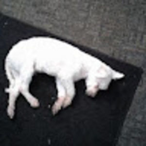 Meet your Posher, Rick